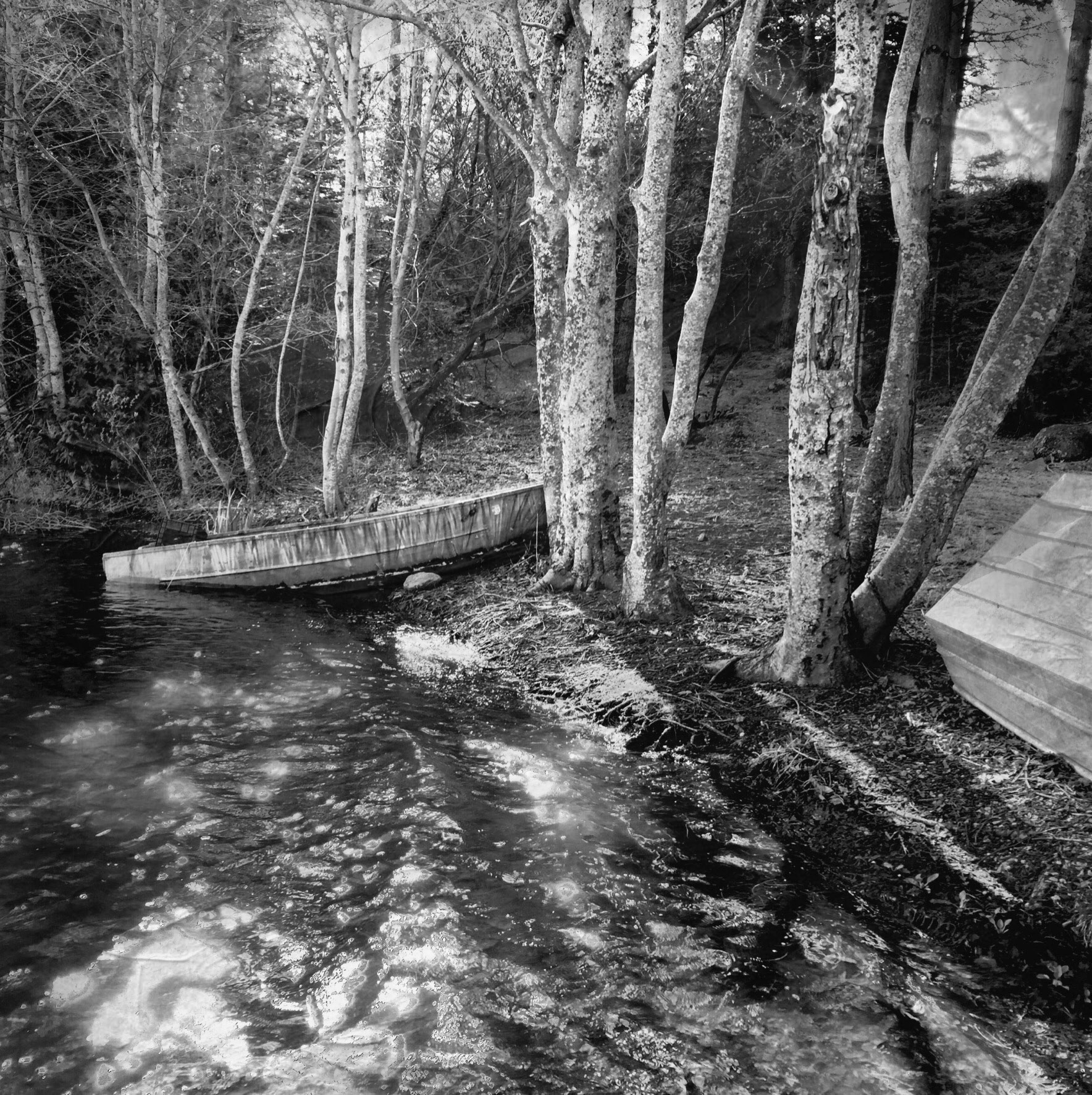 Rowboat and Trees Woodridge Lake