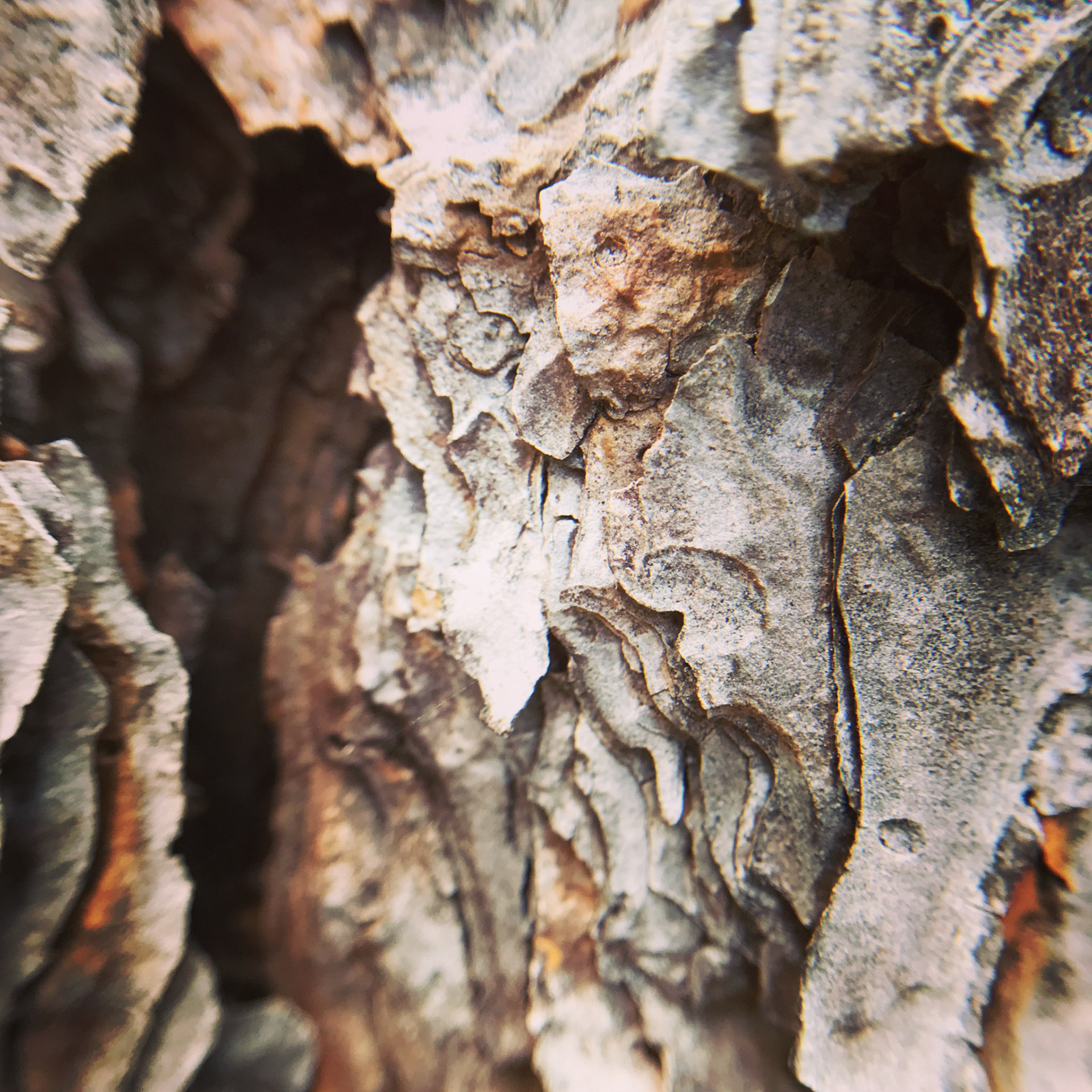 Ponderosa Pine Bark