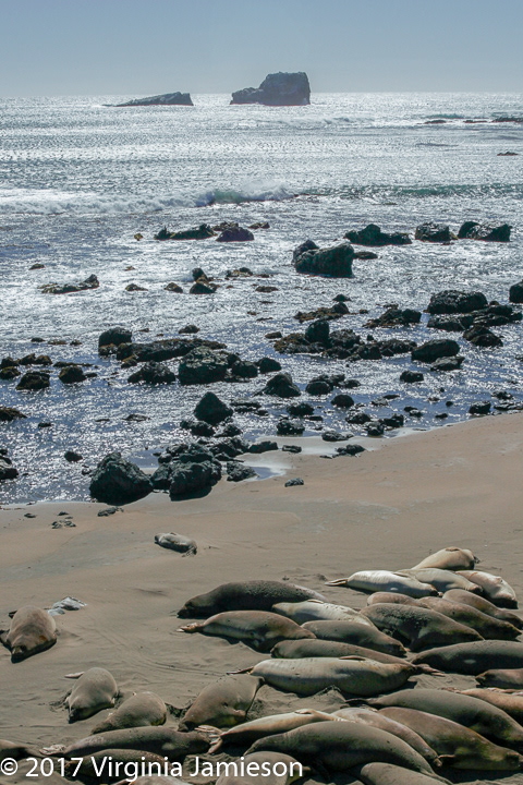 Moro Bay Rock, beach with Elephant seals; UA-92916515-1