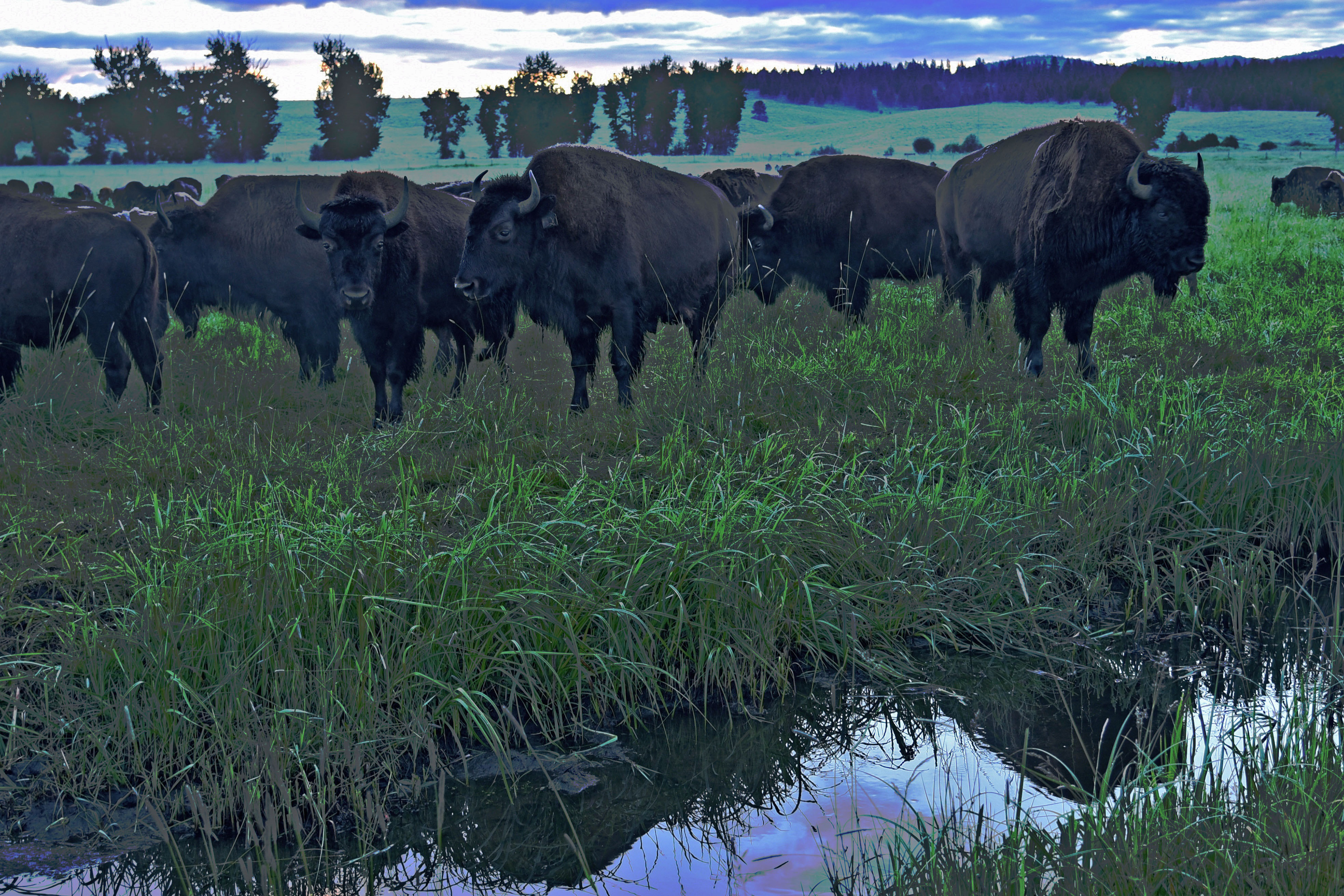 Kelsey Hearns, Buffalo Beauty, Photography, Gilmour Academy High School, Educator: Mark Most, Grade 11,  Honorable Mention