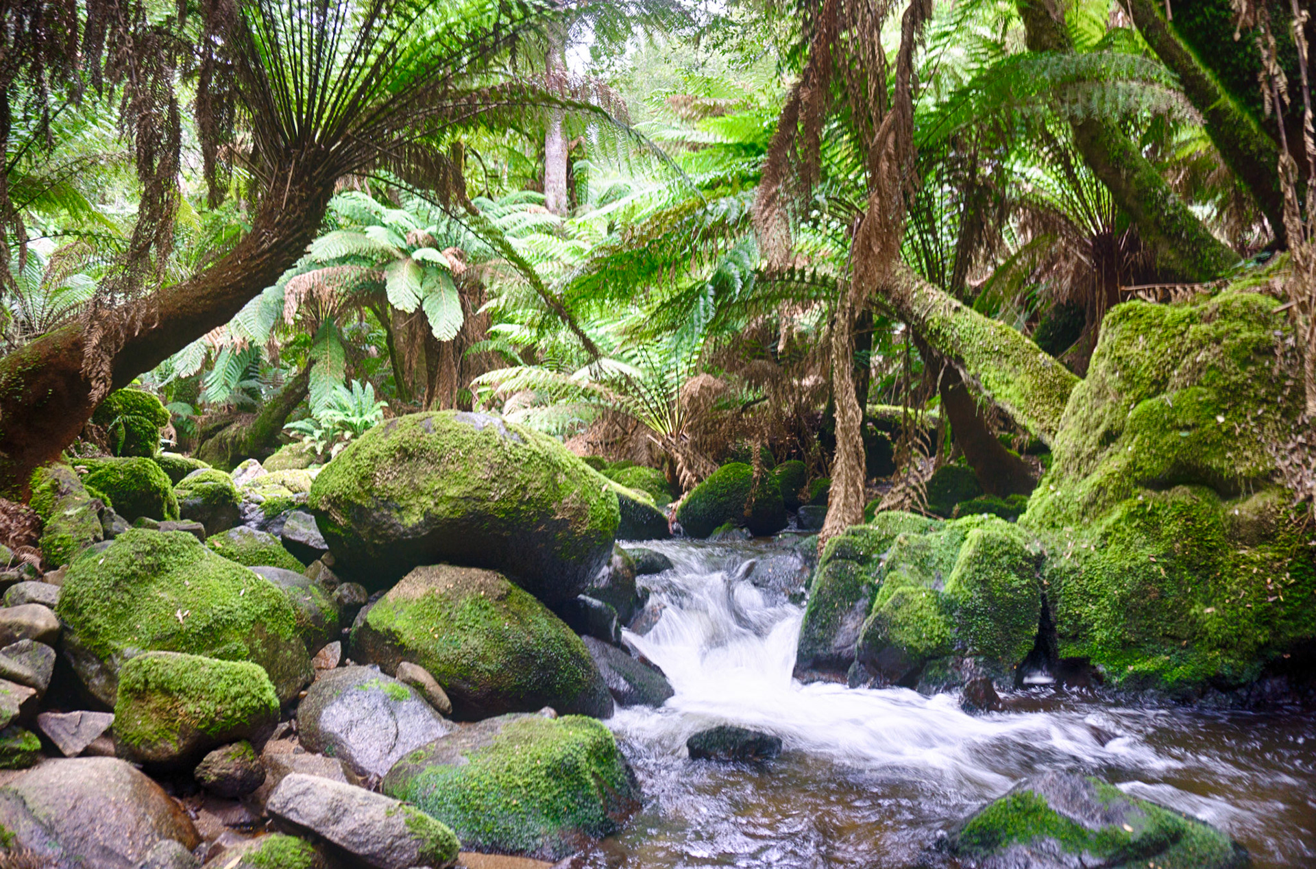 Foret au climat tropical près des chutes de St Columba.