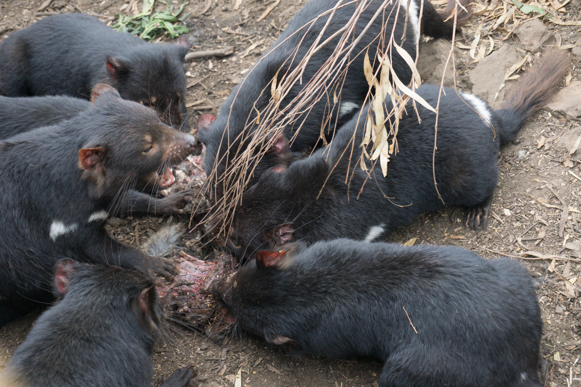 Diables de Tasmanie en plein festin!