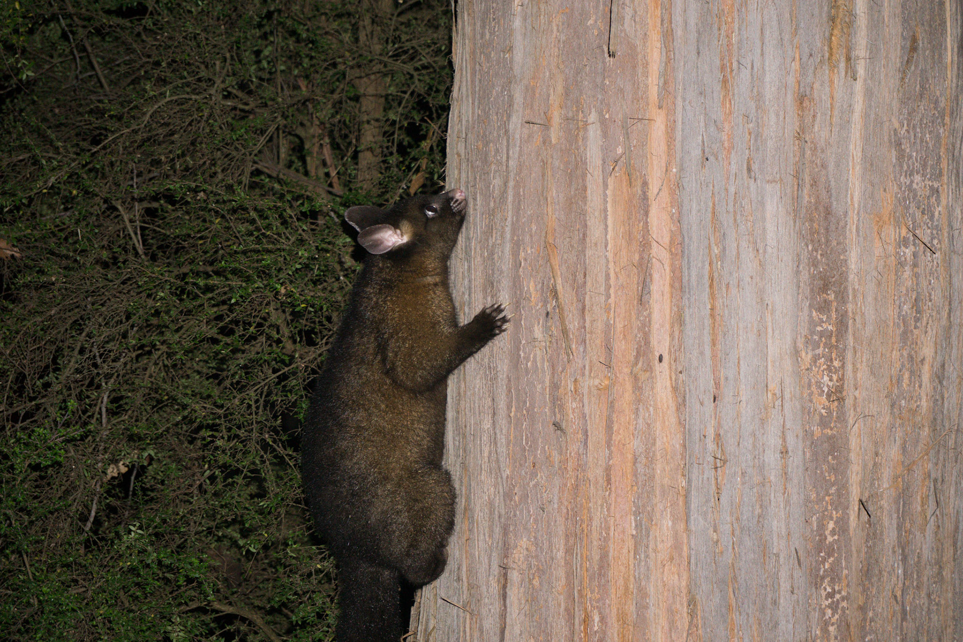 Possum essayant de nous voler de la nourriture! (Equivalent aux ecureils en Europe)