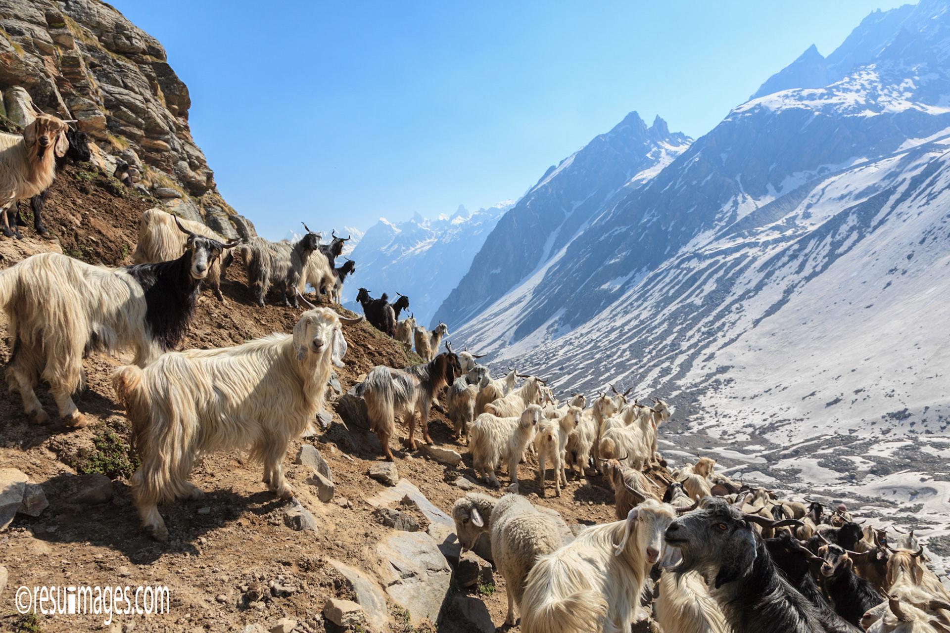 Chhika, Himalaya, IND