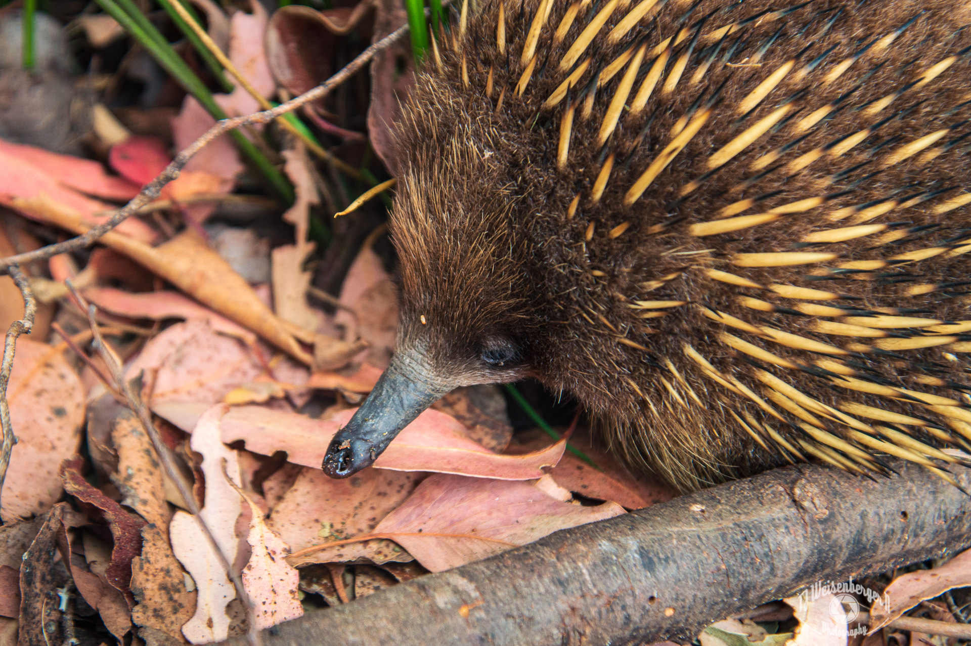 Short Beaked Echidna, Tachyglossus Aculeatus Setosus - Tasmania, Australia; Australia; Echidna; Mountain; No People; Photography; Planet Earth; Short-beaked; Short-beaked Echidna; Tachyglossus aculeatus; Tasmania; Tourism; Travel; Travel Destinations; animal; fauna; monotreme; nature; outdoors; setosus; wild; wildlife; wildlife photography; T.J.; TJ; Weiseberger