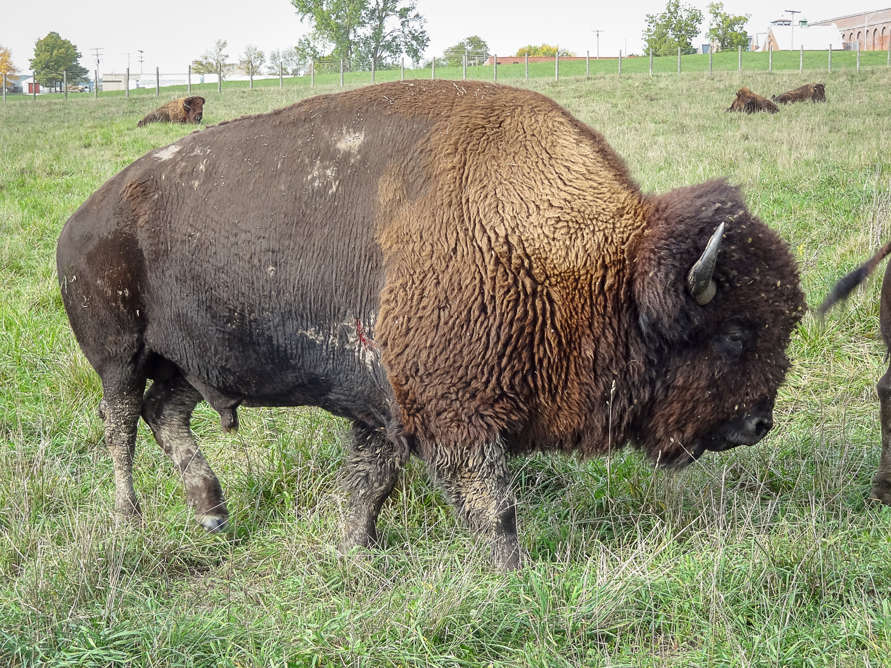 Kansas, Buffalo