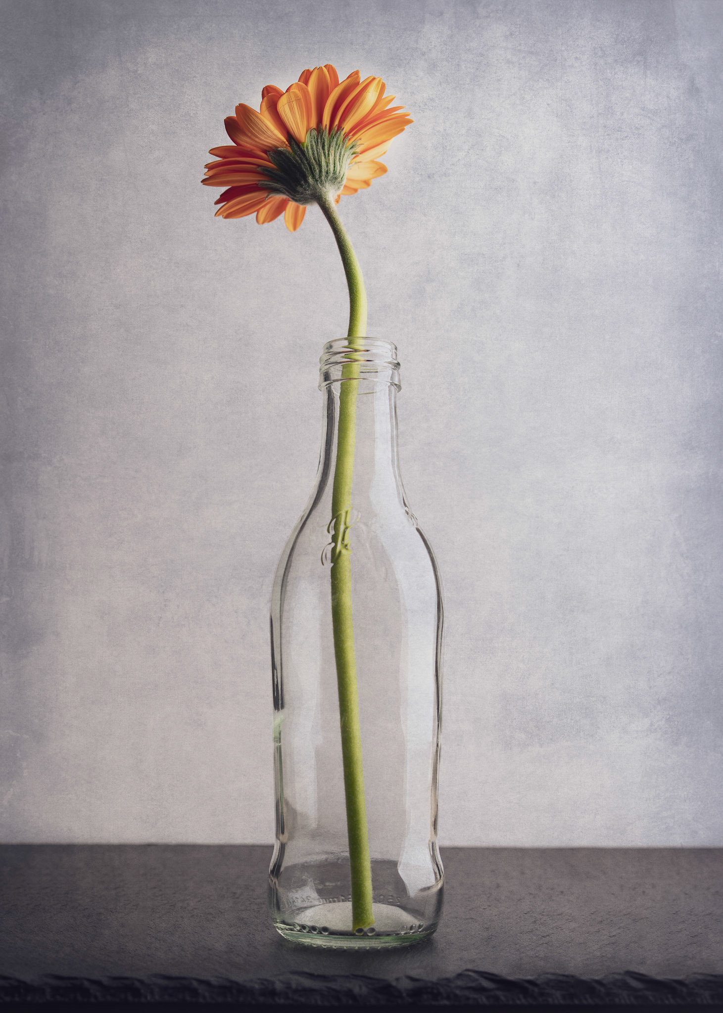 Gerbera in bottle