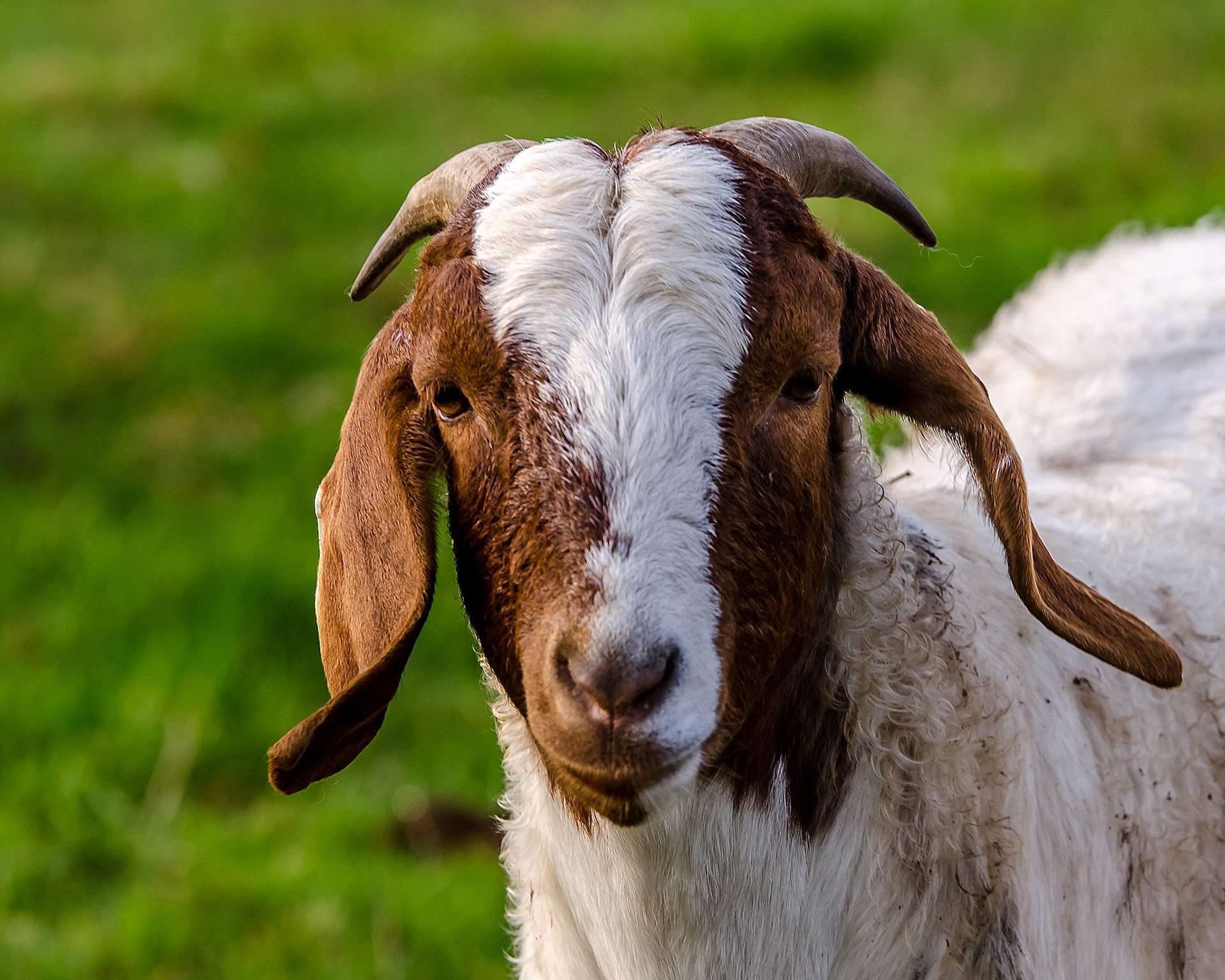 Rare Breed Goat