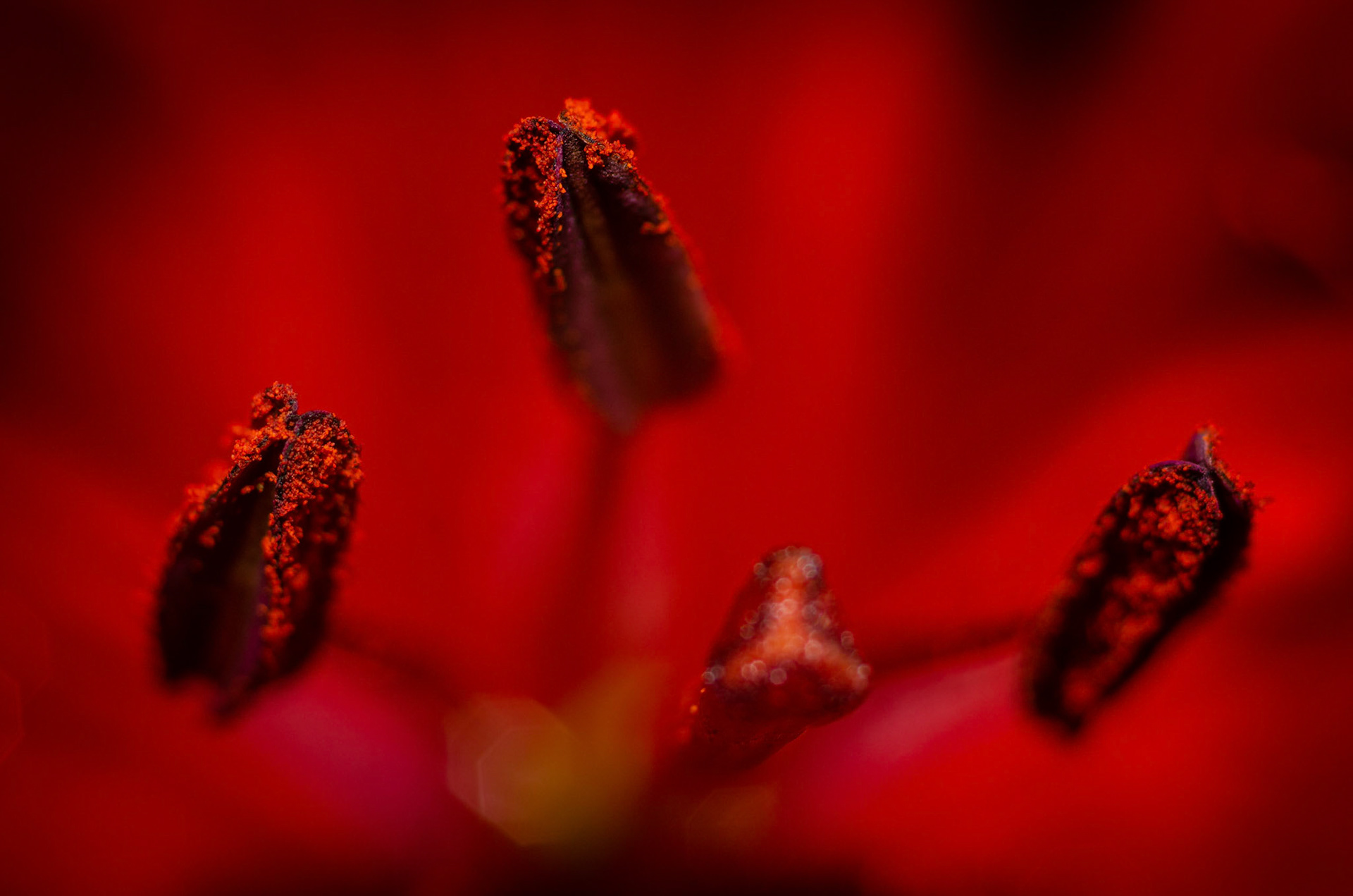 Red Lily Pollen