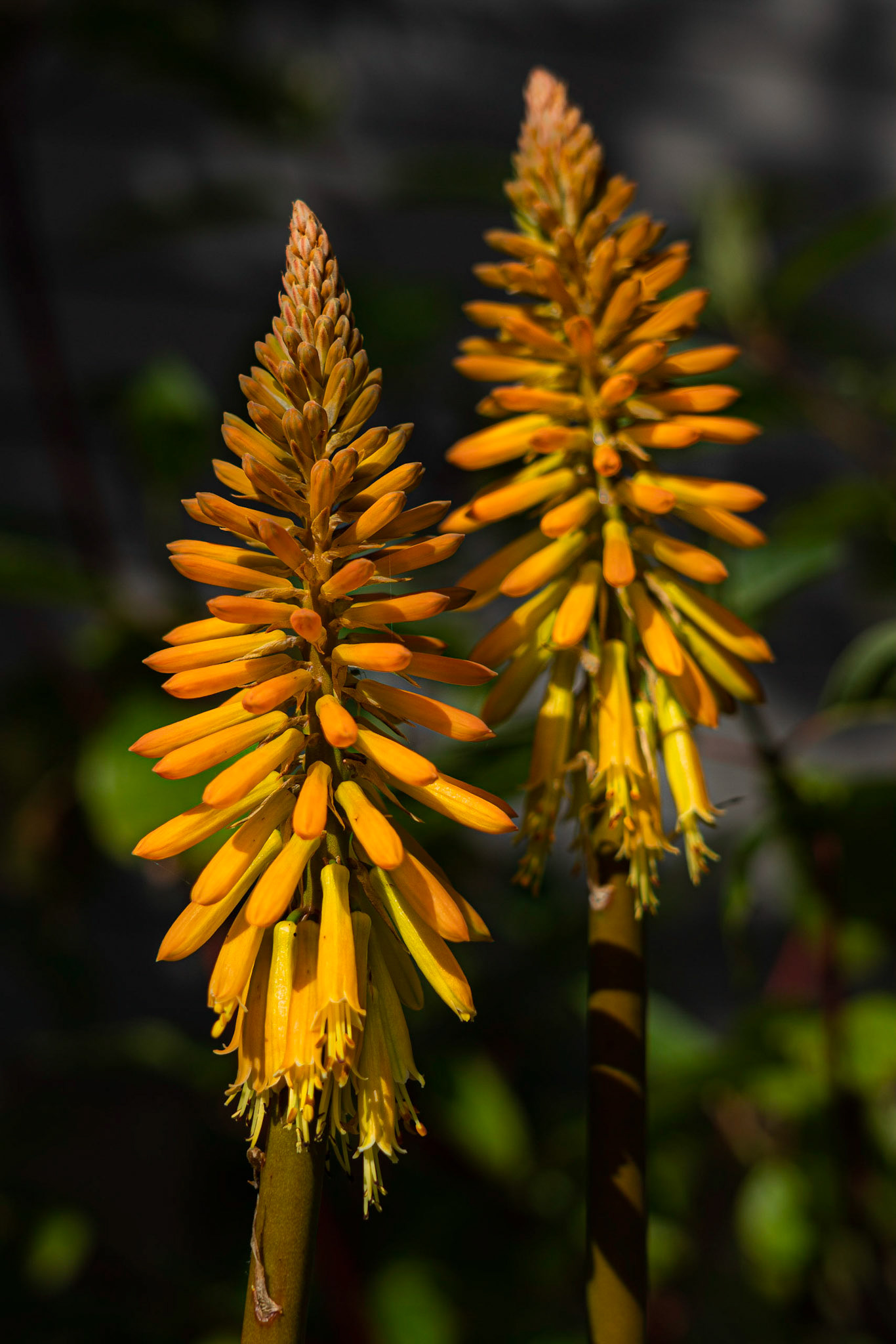Red Hot Poker