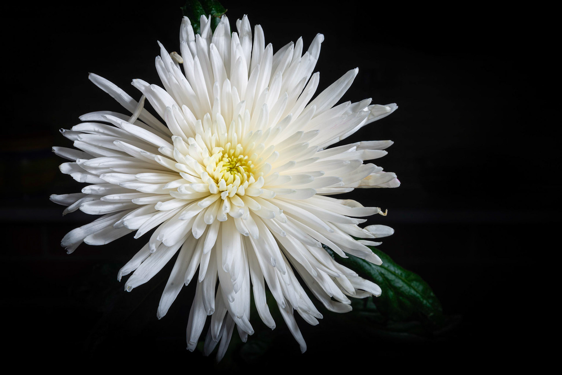 Chrysanthemum
