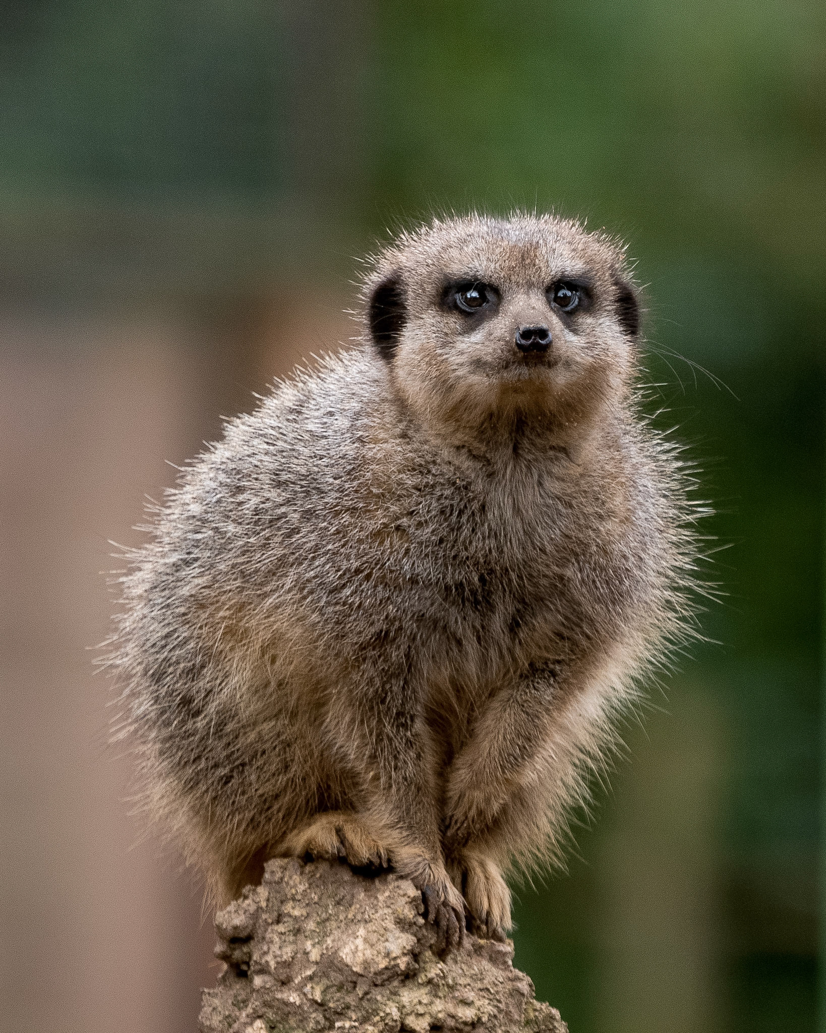 Meerkat
