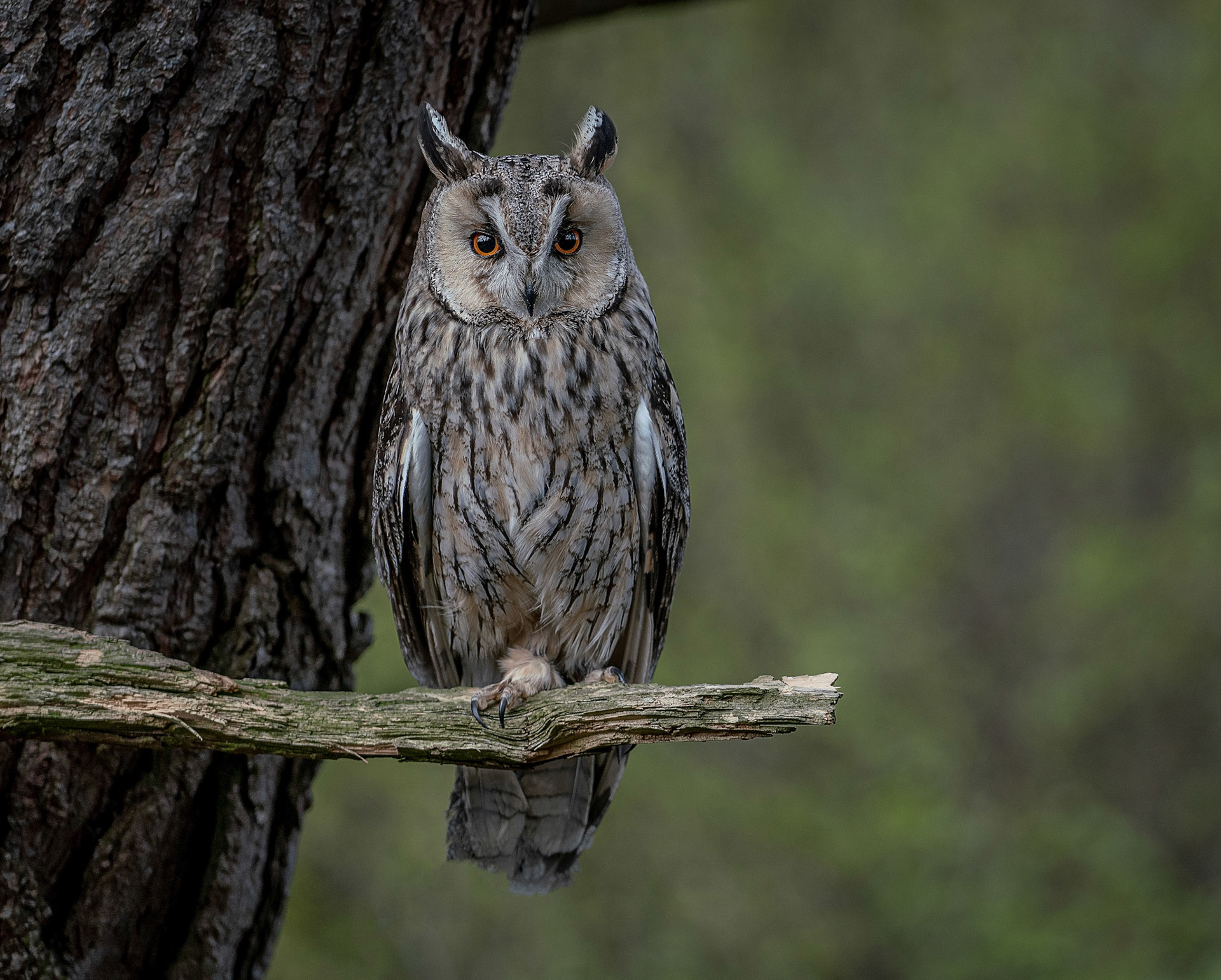 Long Eared Owl