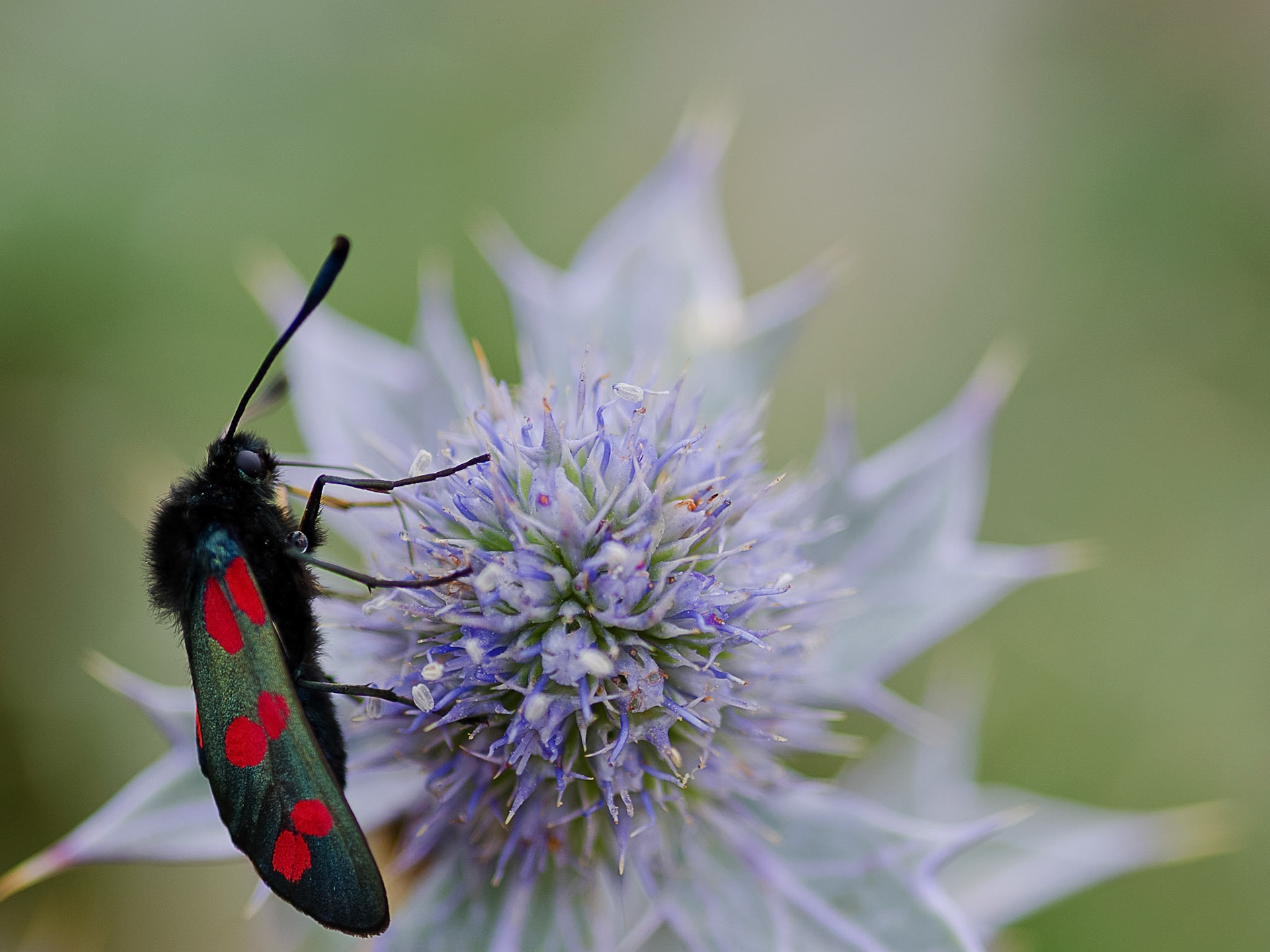 Burnet Moth