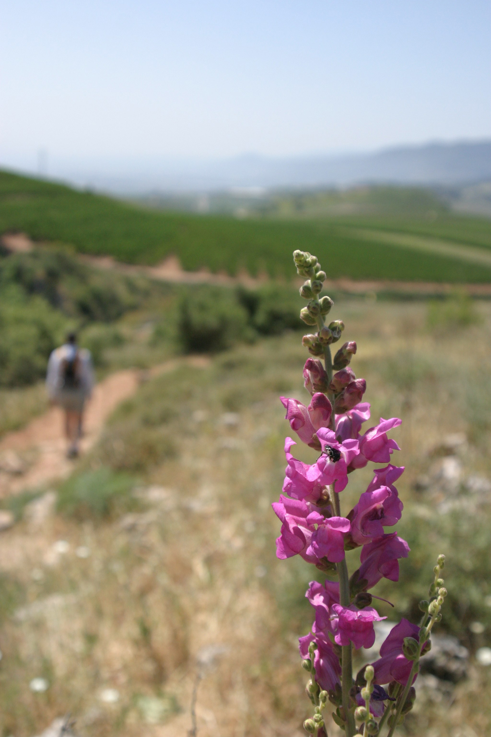 Hula Valley, Northern Israel