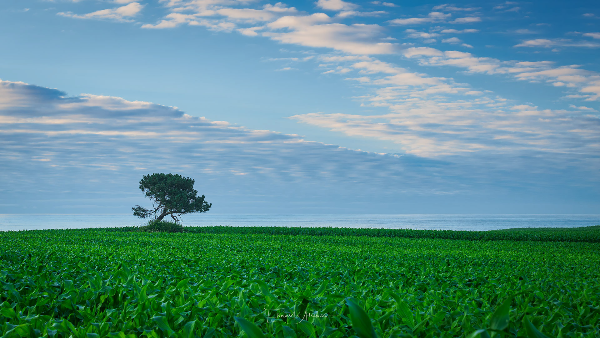 El Árbol.