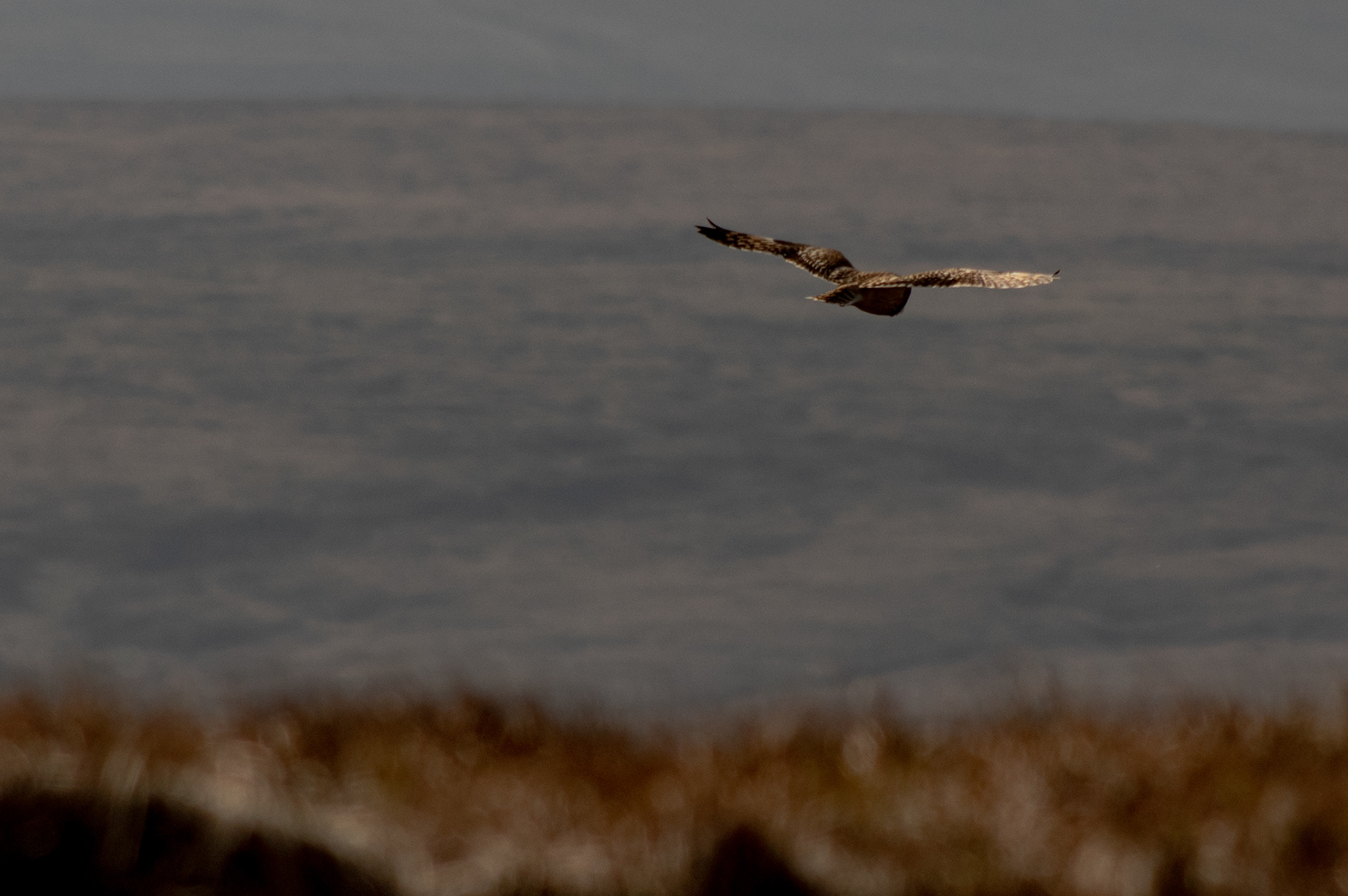 Short Eared Owl