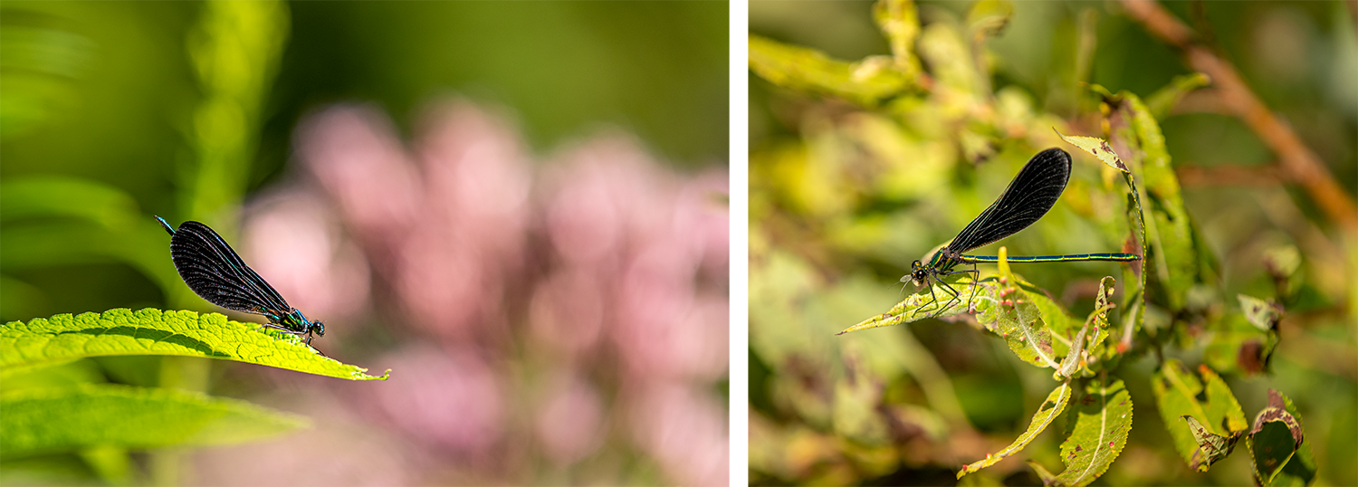 Ebony Jewelwing Damselfly © Irwin Seidman