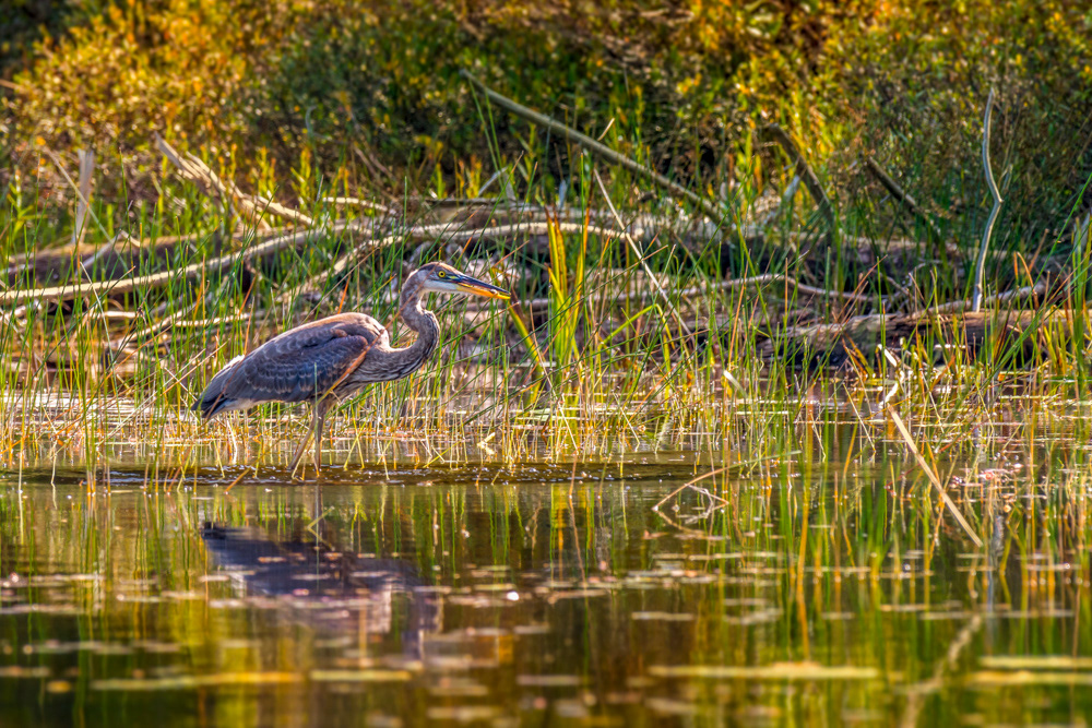 Great Blue Heron © Irwin Seidman