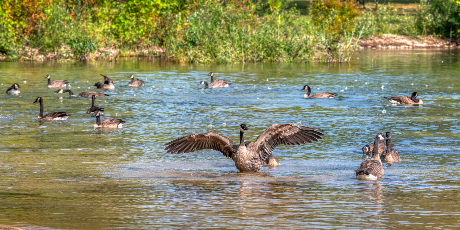 Canada Geese © Irwin Seidman