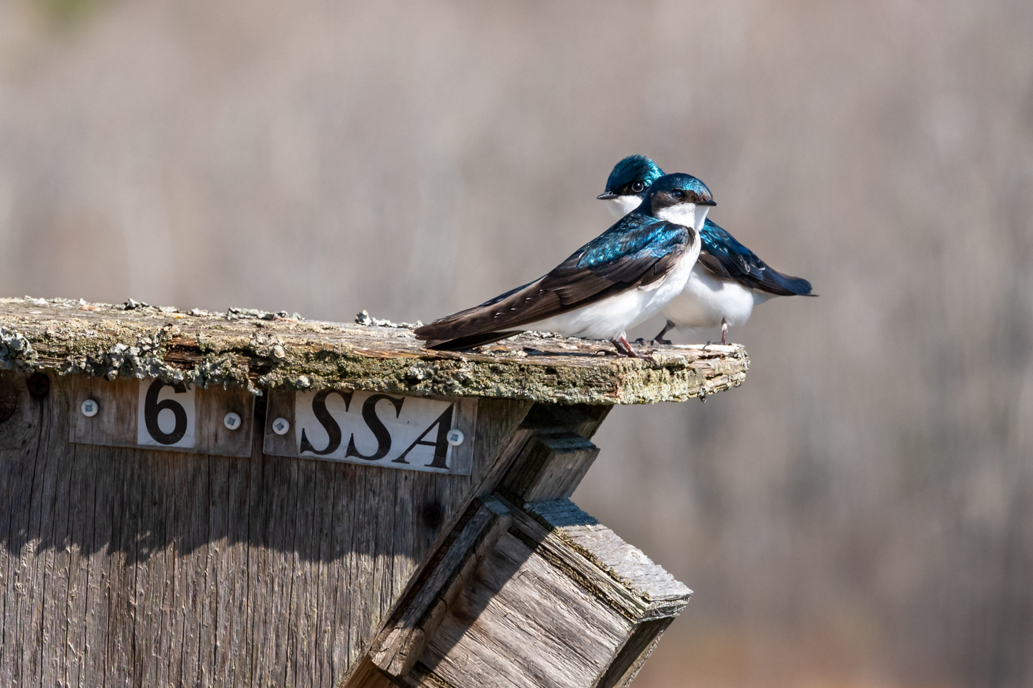 Tree Swallows © Irwin Seidman