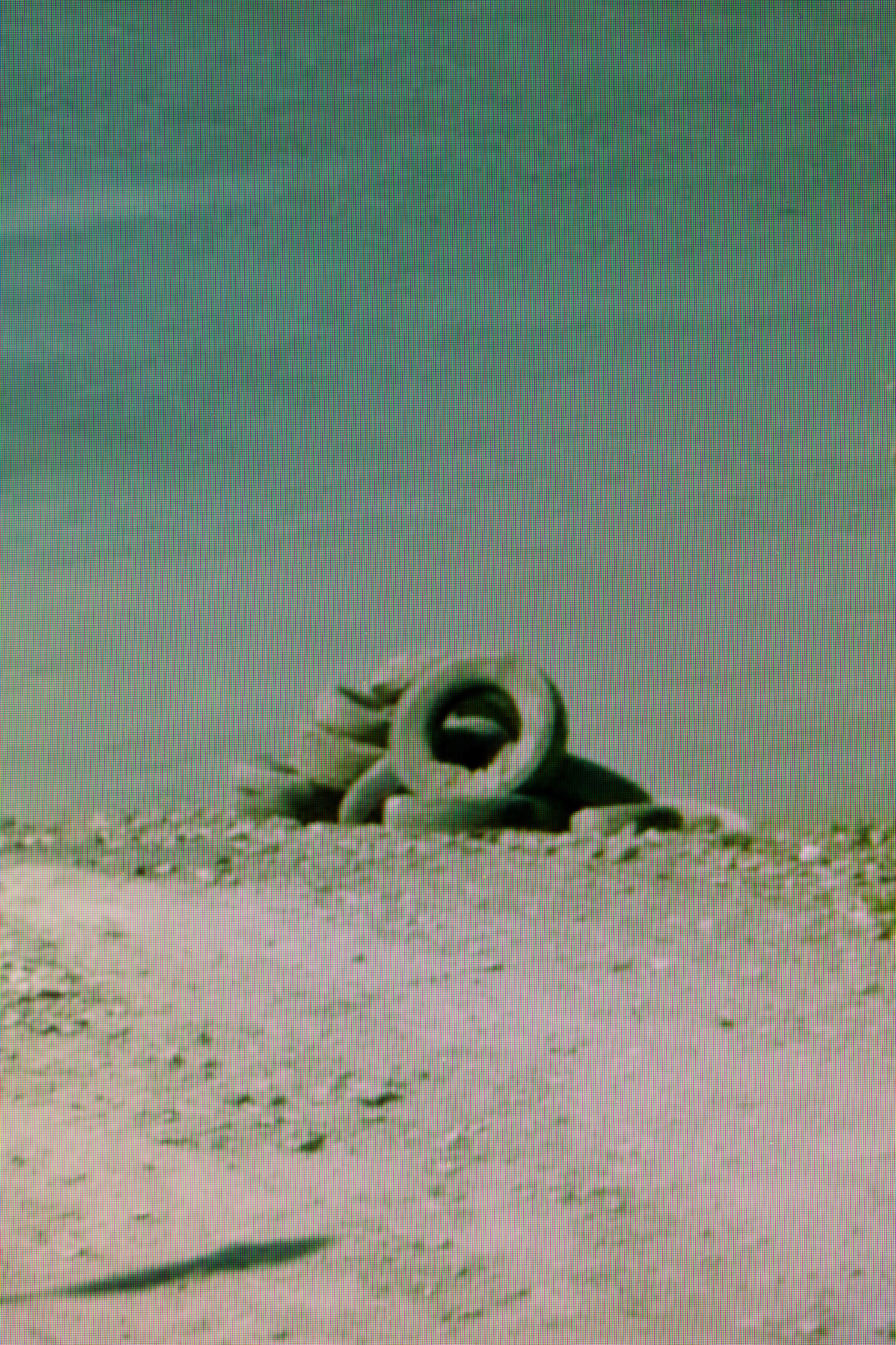D55