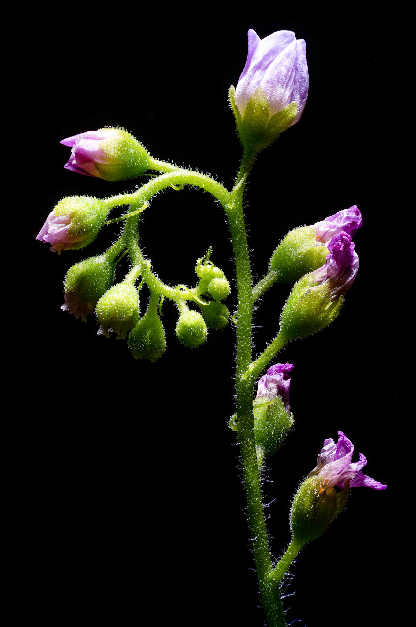 Drosera Capensis (Kap Sonnentau)