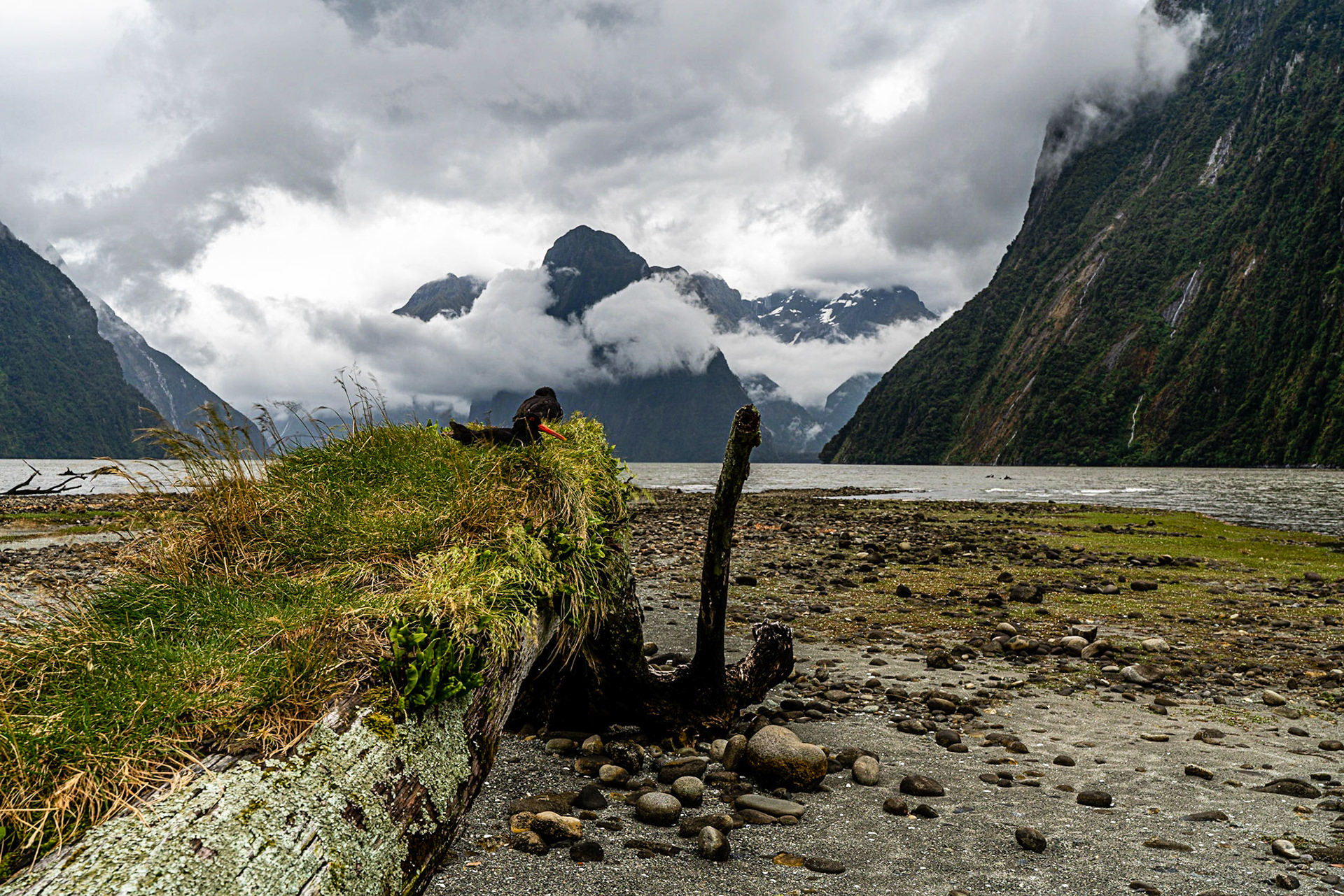 New Zealand | Milford Sounds