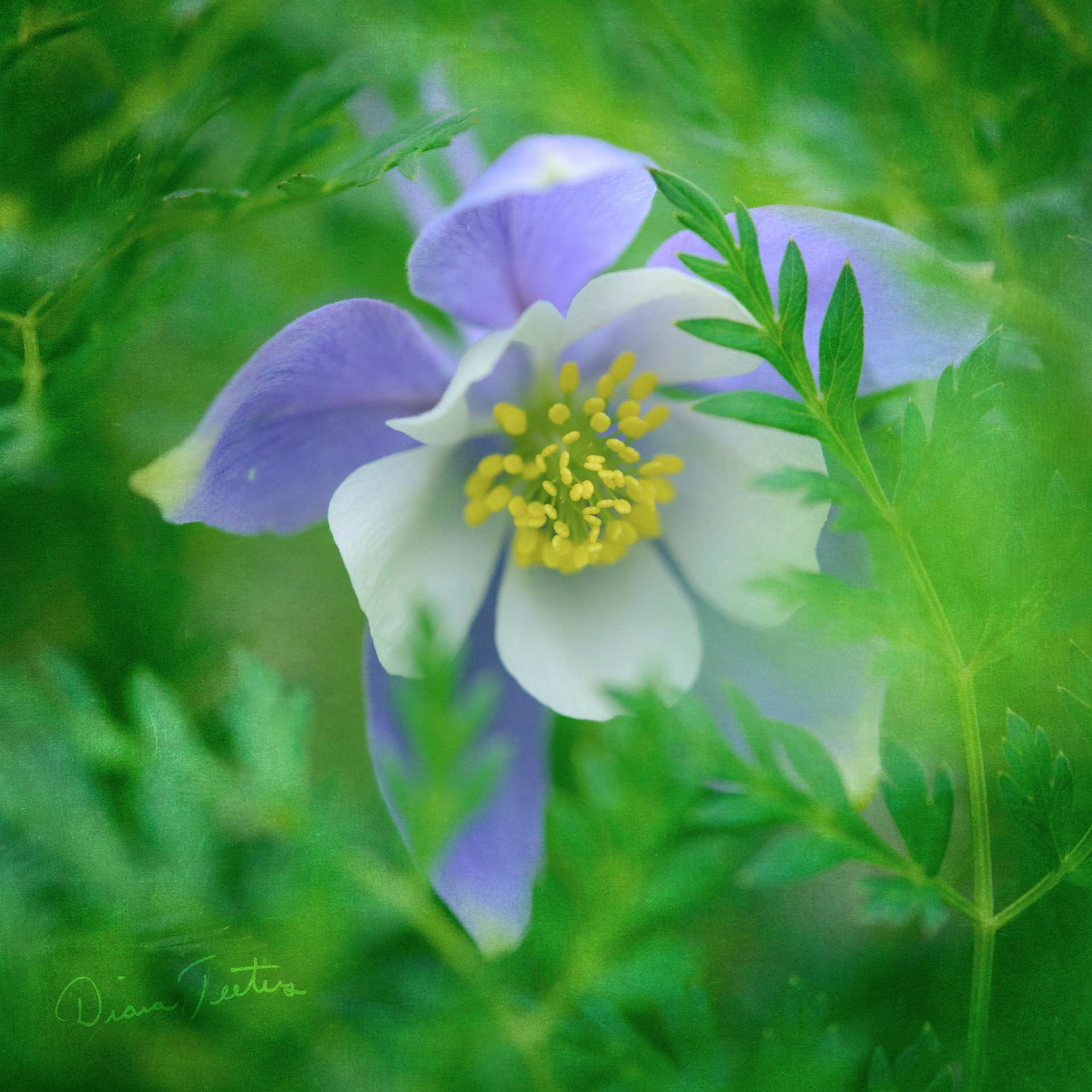 One columbine peaking through the greenery