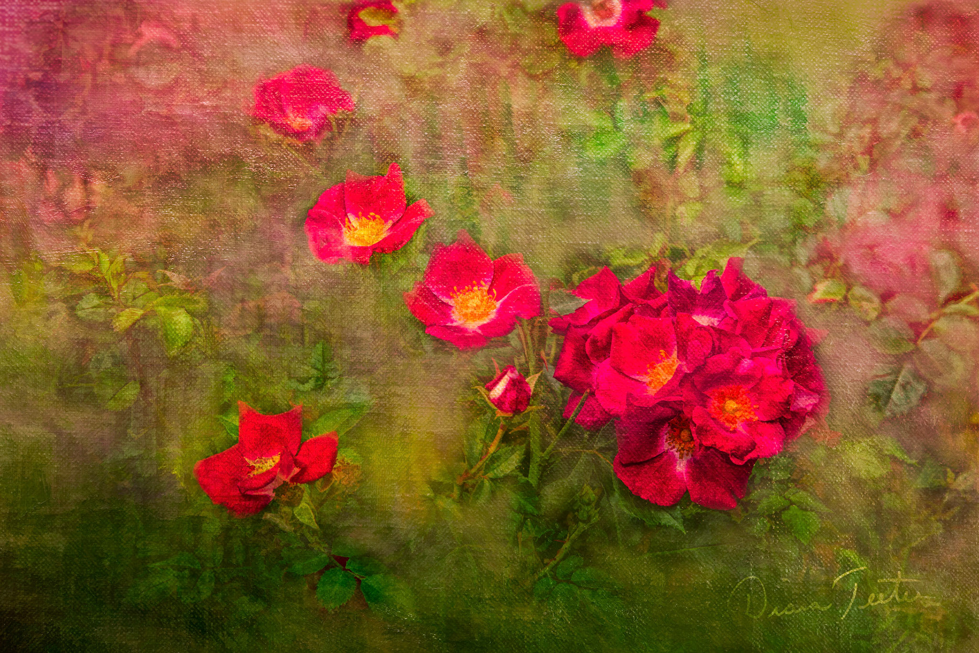 A blend of roses on a painted background