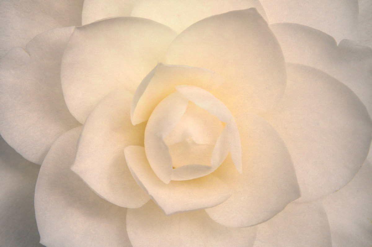 Close-up of white camellia