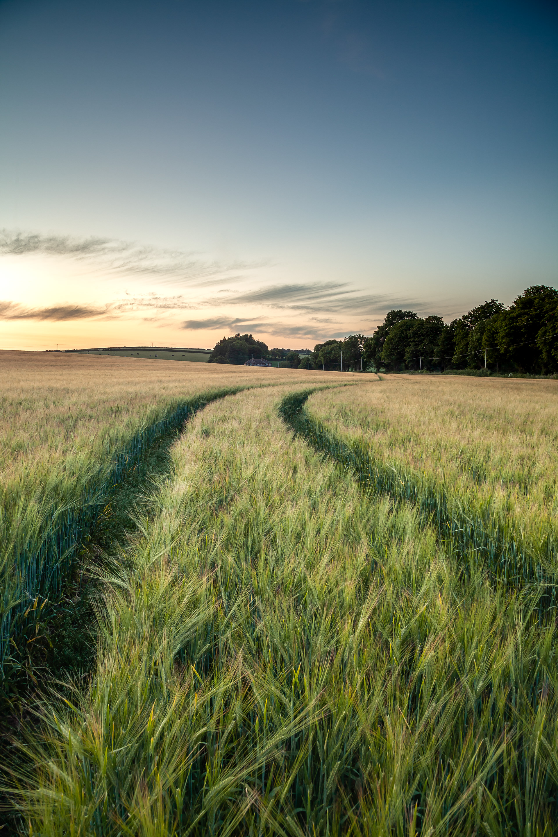 Wheat Field