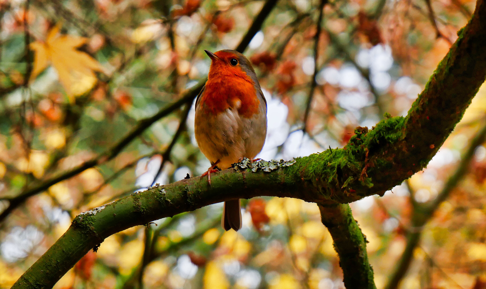 Robin