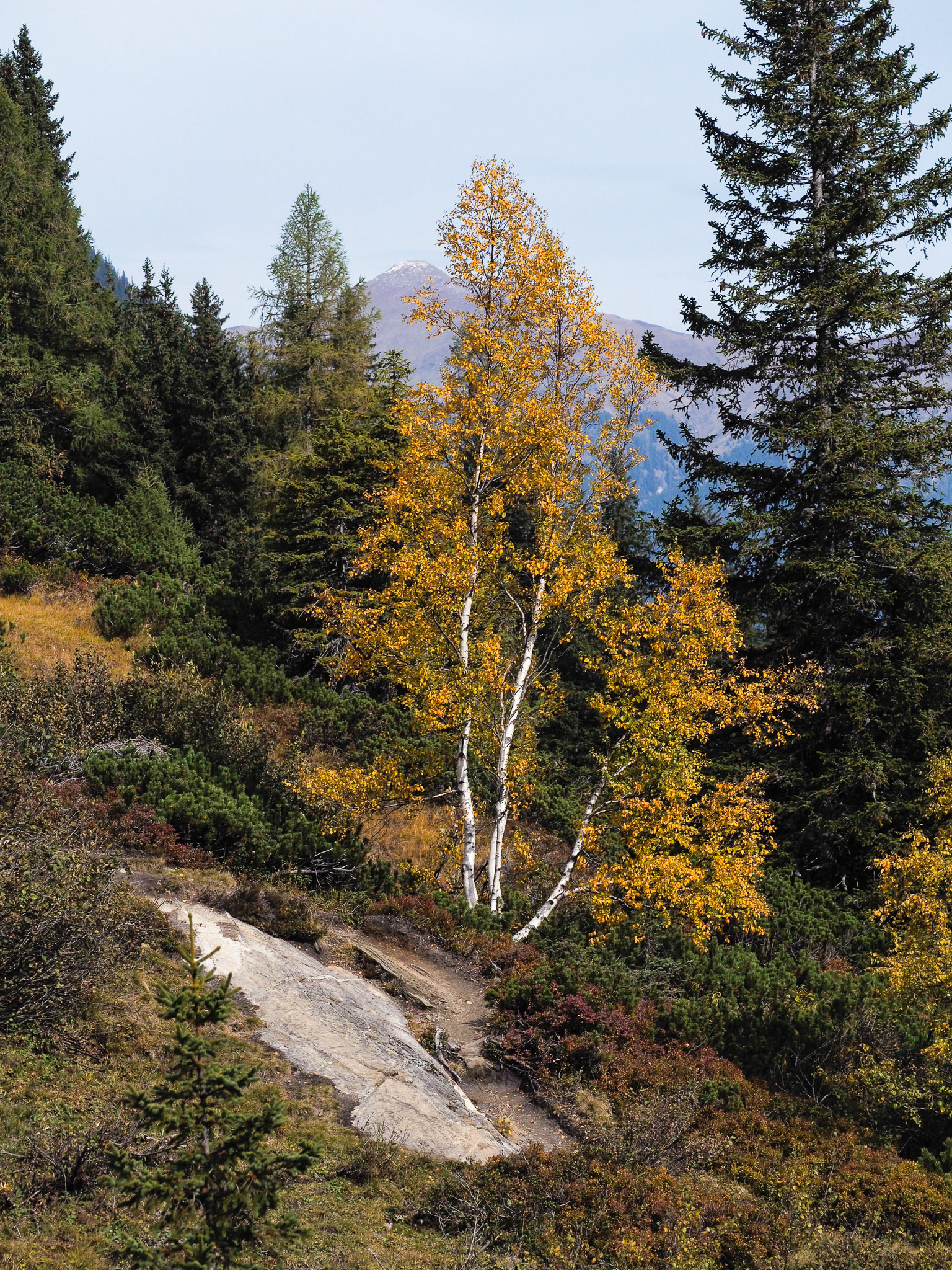 herbstliche Birke auf steilem hang im Hochgebirge