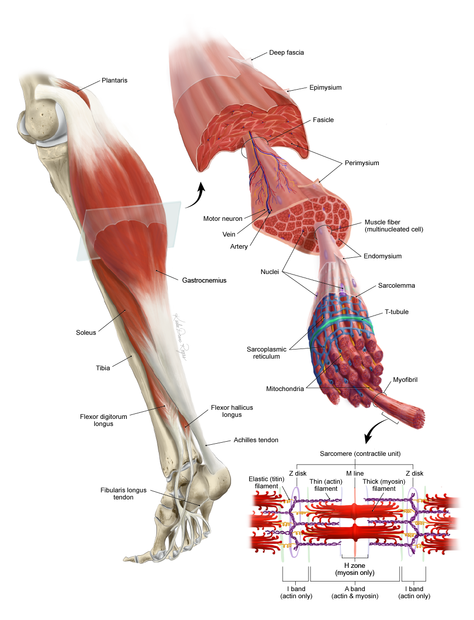 Skeletal muscle structure
