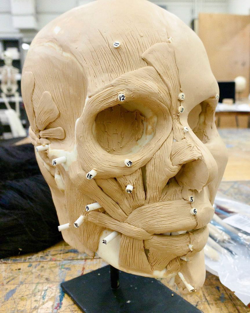 Plasticine skin applied to one half