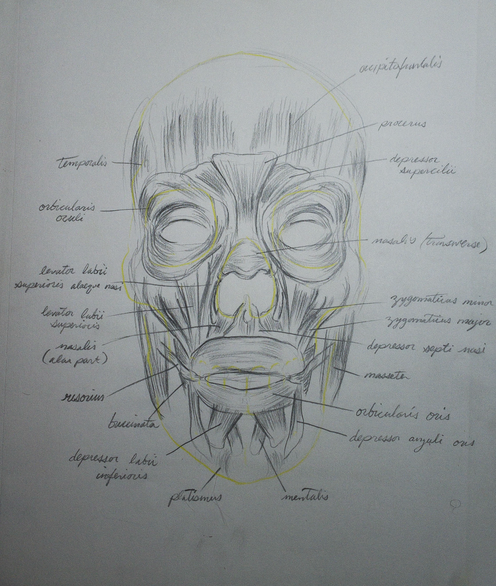 Anterior view of facial musculature