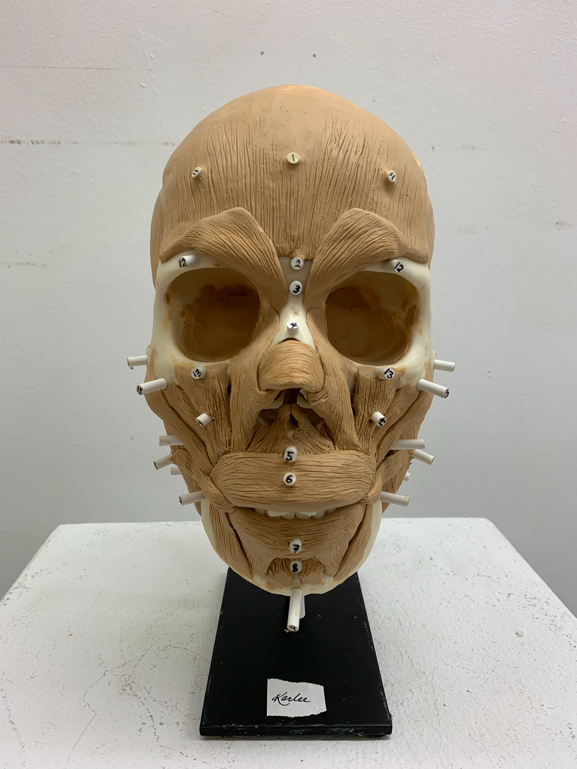 Facial musculature in Plasticine