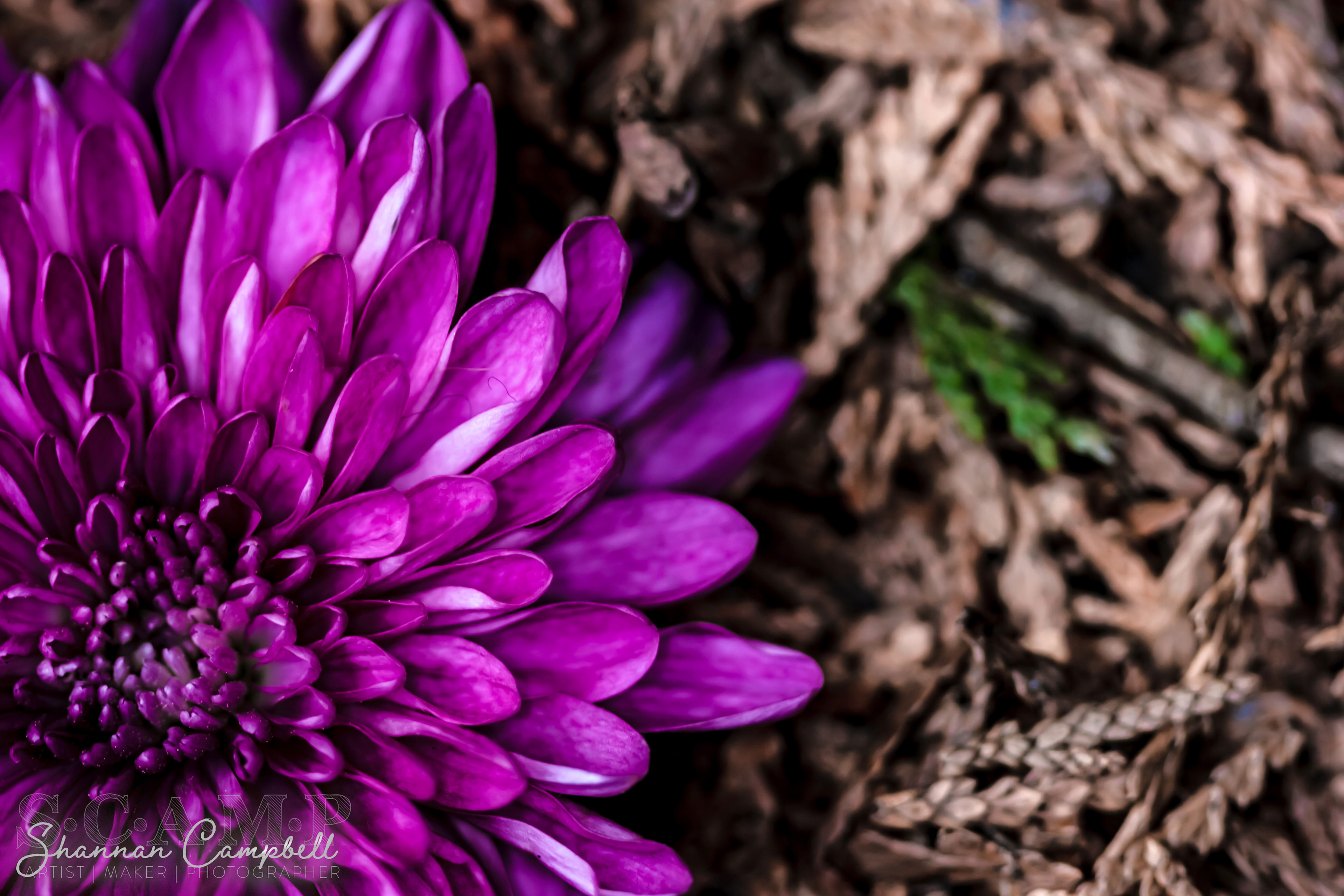 Which version shows the true color of the Dahlia?