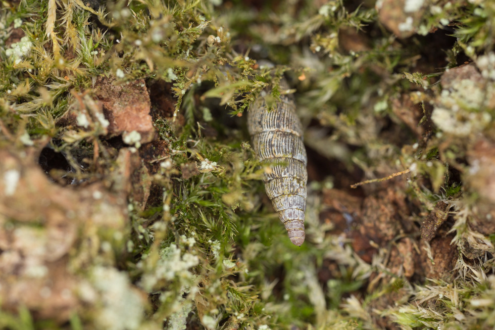 No.21 - A tiny snail that climbs trees to eat lichen. I was really impressed by this Two-toothed door snail, as it had scaled the equivalent of the Shard in human terms...