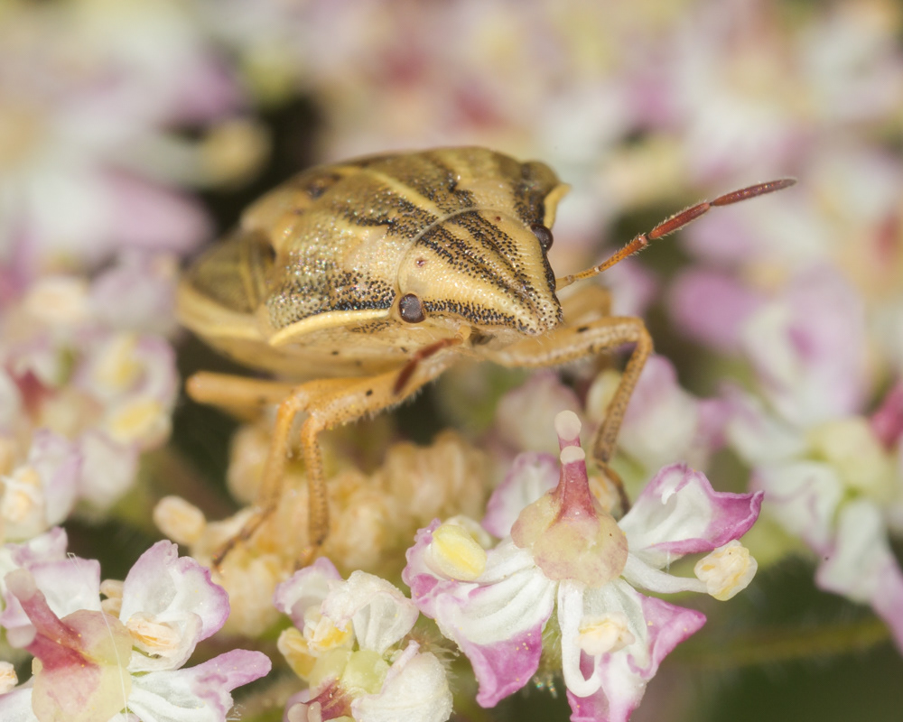 No.168 - This was another first for me from the Herts Invertebrate Project at Hunsdon Mead recently. The grandiosely titled Bishop's Mitre Shieldbug is a very distinctive Shieldbug with a pointy head which is said to resemble the titular item of pious headwear. This one was looking particularly beautiful among the umbellifer flowers 😊