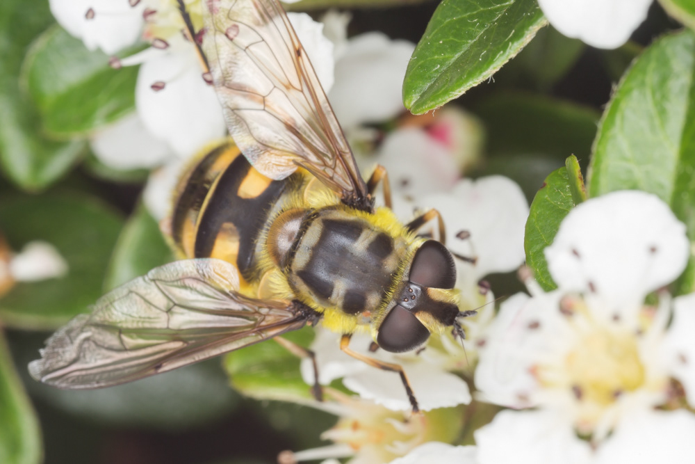 No.159 - Hoverflies are my favourite Diptera family, and one of my favourite flying insects. They are so important as pollinators, yet get virtually no publicity compared to bees (which I also love, don't get me wrong). There are nearly 300 species of Syrphidae (Hoverfly family) in the UK, and they come in an eclectic array of forms, colours and behaviours. This is a common and widespread wasp mimic - Myathropa florea. It's highly likely you've seen one already. Like many other species, it has yellow bands on a black abdomen, but the M.florea also has distinctive broken grey horizontal bands on its thorax, which help with identification of this fantastic beast.