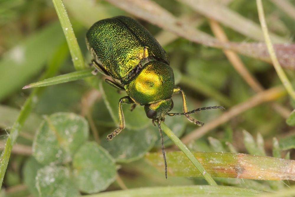 No.164 - I met up with the Herts Invertebrate Project again yesterday, this time at Therfield Heath and Fox Covert near Royston. They do incredible work to record the county's inverts, and yesterday they found a first for Herts, the Down Shieldbug. Unfortunately I was running late and missed the discovery 😭. However I did get to see some amazing insects, including this gorgeous metallic green Cryptocephalus aureolus 💚