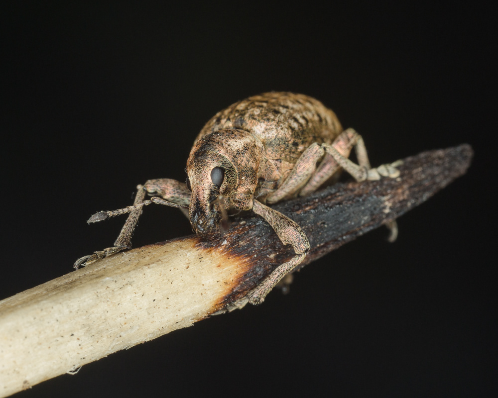 No.79 - Look at this beast! It was discovered by @blue_admiral, sitting next to the front door. It might not seem big, but this thing dwarfs the teeny Gorse Weevils I've been peering at for the past week. It's about a centimetre long, and here it's grappling with the end of an extra long match. It's from the Entiminae - or Broad-nosed - family of weevils, probably Liophloeus tessulatus (corrections welcome). These weevils have interesting breeding habits. At high altitude, the females are able to reproduce without males...
