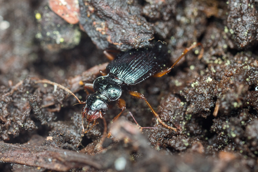 No.30 - Another ground Beetle - and the first one that I've attempted to key out myself. It's a Leistus, and I think it's L. fulvibarbis. I'm confident that Instagram will put me right if I've misfired :) This Carabid is fascinating as it is one of a number of beetles which have a specially adapted basket around their mouthparts for trapping Springtails. If you look closely, you can just see a Globby dicing with death right next to it!