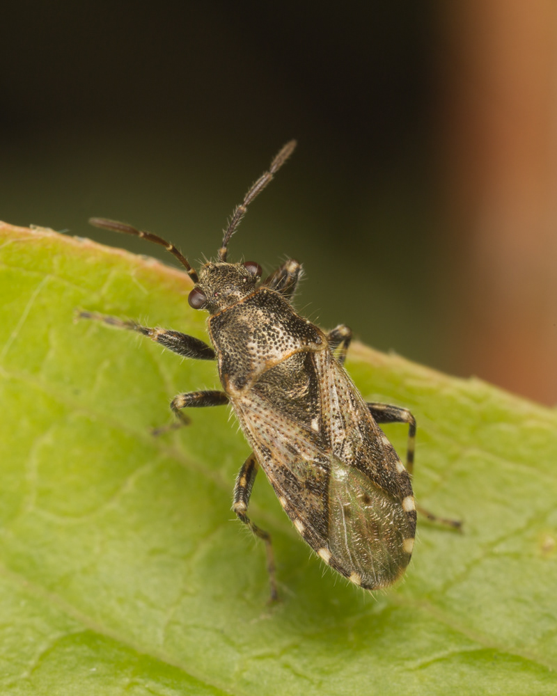 No.152 - Continuing the bug theme, here is another species with a distinctive pattern, the Nettle Ground Bug (Heterogaster urticae). It can be identified by the dark and light bands on its tibiae, and also the long hairs on its head and pronotum. As you have probably guessed, its preferred host plant is nettle :) This one was in my garden; I recently acquired some unwanted nettles from my neighbour and replanted them in my wild patch, and I think this little guy may have hitched a ride!
