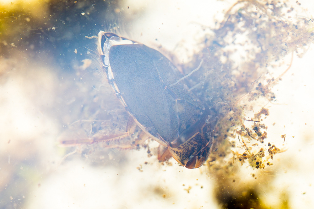 No.43 - This beauty is a Saucer Bug, another treat from our pond dipping foray at Rye Meads. This is our native species, Ilyocoris cimicoides (the other is a Channel hopping newcomer). They are a rounder version of a Water Boatman, are fast swimmers and predate water fleas and larvae in muddy ponds.
