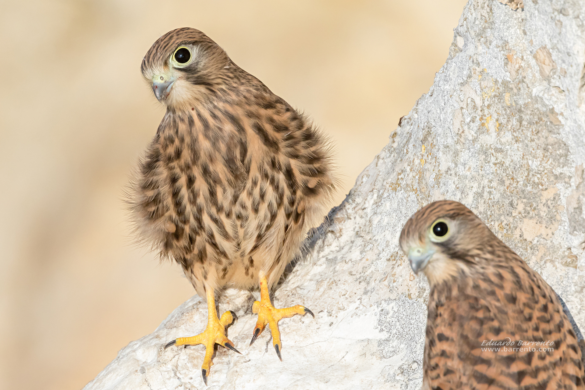 Peneireiro. The common kestrel (Falco tinnunculus)