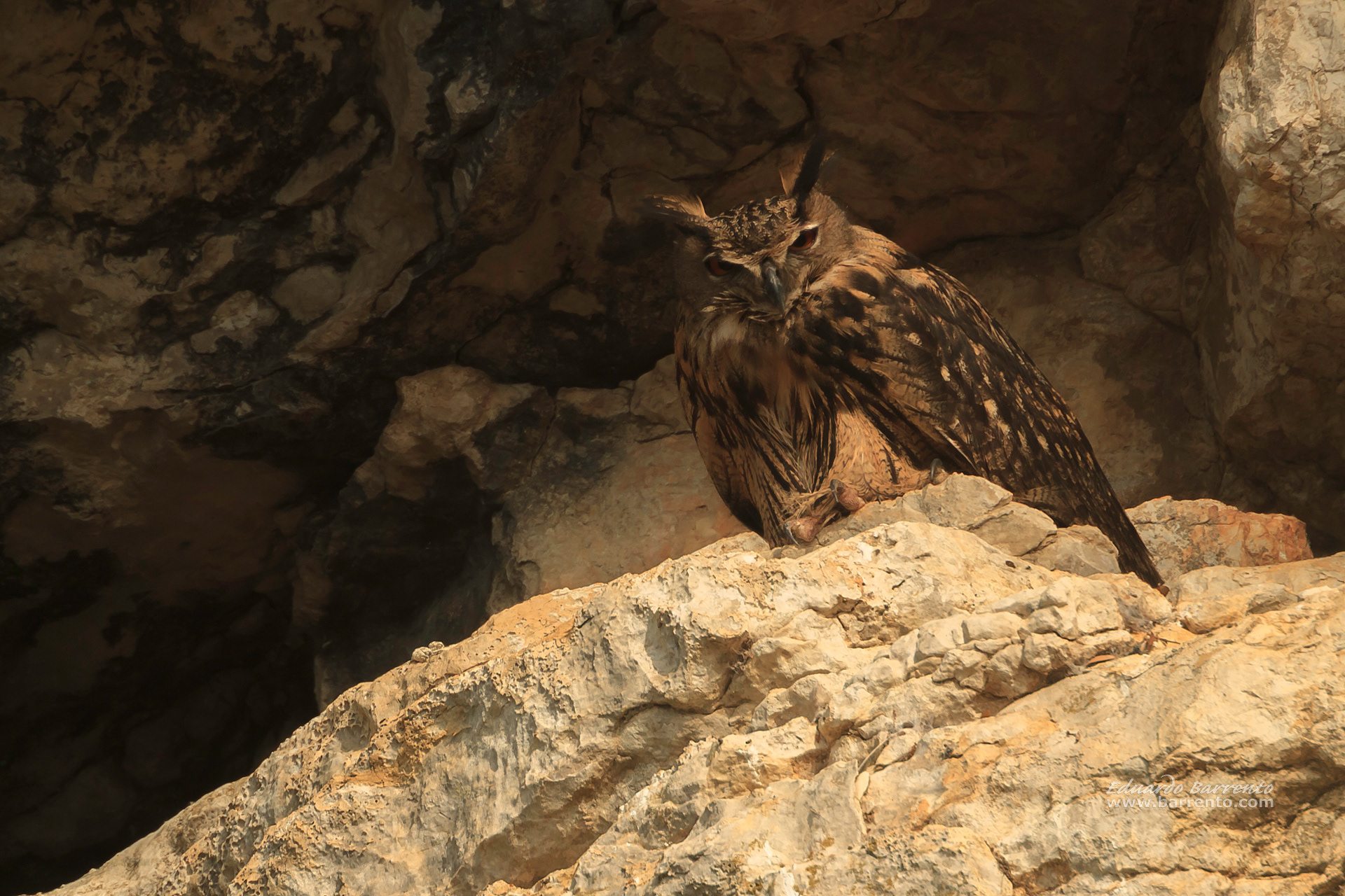 Bufo-real (Bubo bubo). The Eurasian eagle-owl
