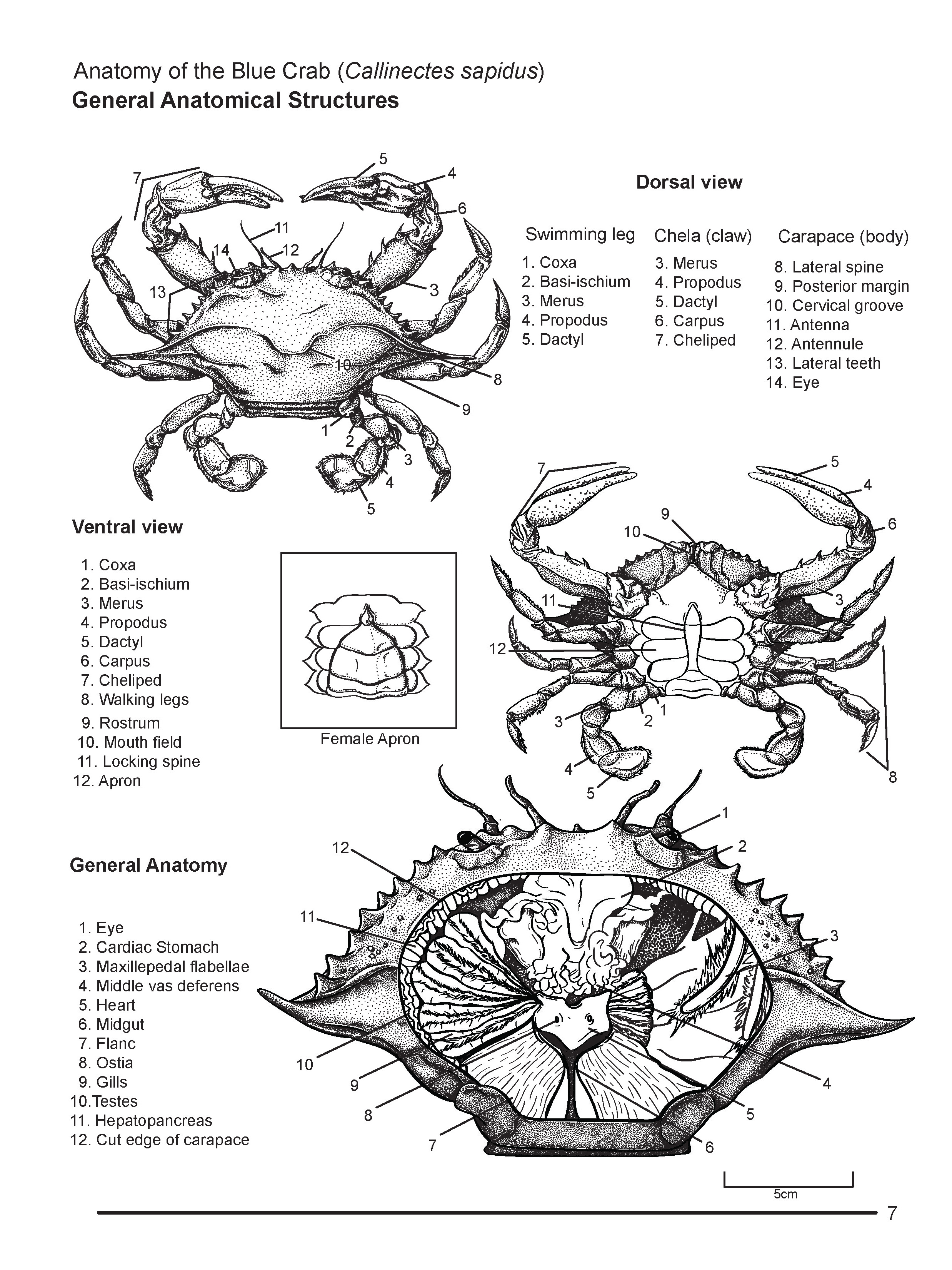 blue crab diagram